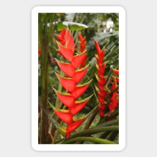 An Exotic Heliconia Sticker